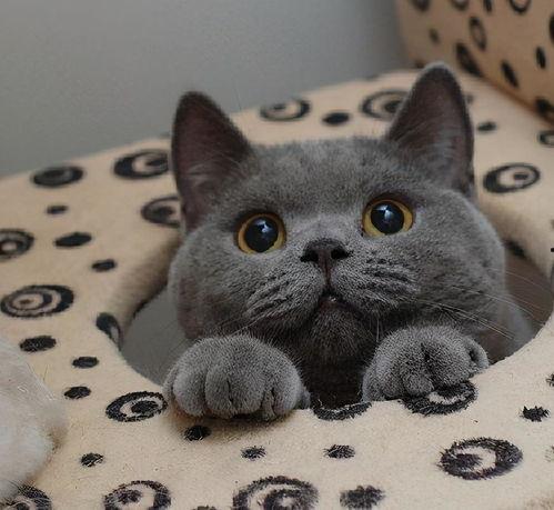 蓝猫娱乐圈吃瓜