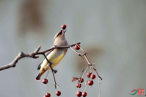 并戏果图片,探寻自然界的奇妙奇观